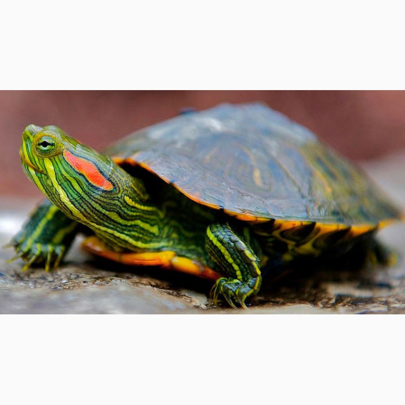Красноухая черепаха в добрые руки, 15 см