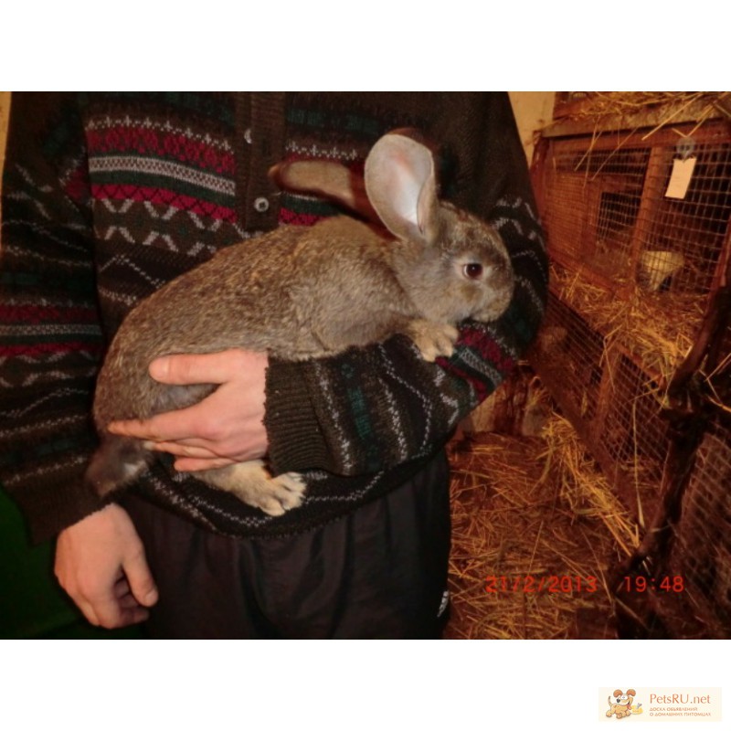 Фото 1/1. Продам кроликов породы фландр