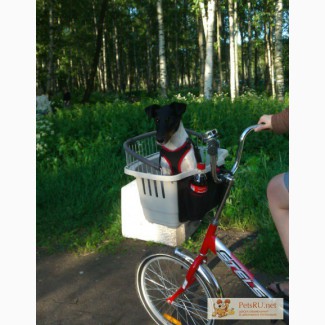 Корзина для перевозки собак на велосипед в Санкт-Петербурге