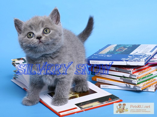 Фото 3. Голубые британские котята из питомника Silvery Snow