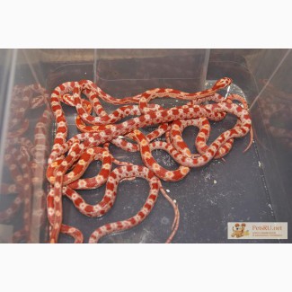 Продаю маисовых и королевских змей в Омске