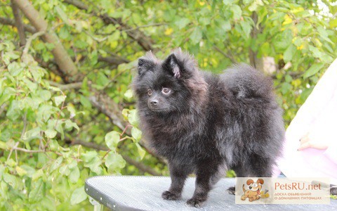 Фото 1/1. Питомник Золотой Ливень предлагает щенка немецкого малого шпица, черного окраса.