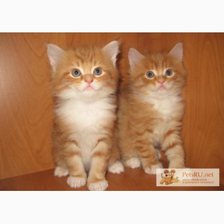 Яркие сибирские котята рыжики в дар