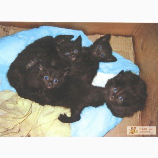 Котята черненькие гладкошерстные
