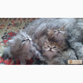 Два Котёнка Персидских Шиншилл в Челябинске