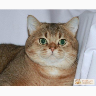 Ласковый британский золотой тикированный кот