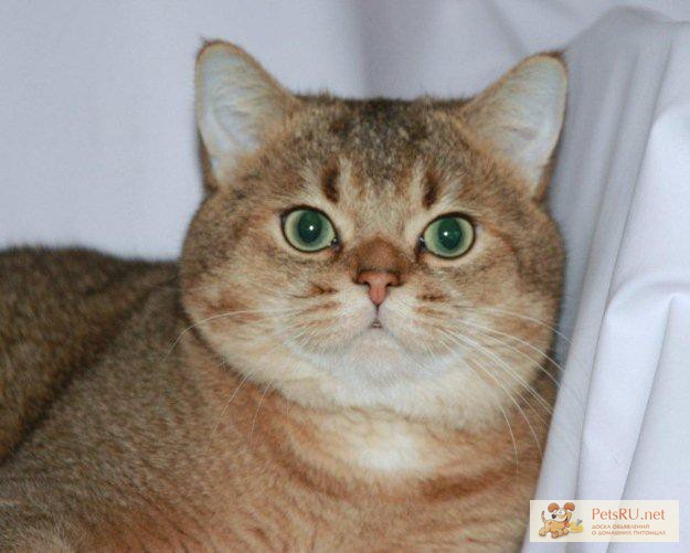 Ласковый британский золотой тикированный кот