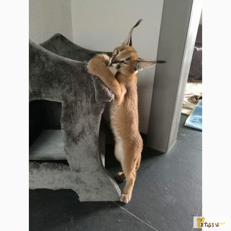 Фото 3/4. Экзотические котята Serval, Каракал, Саванна доступны