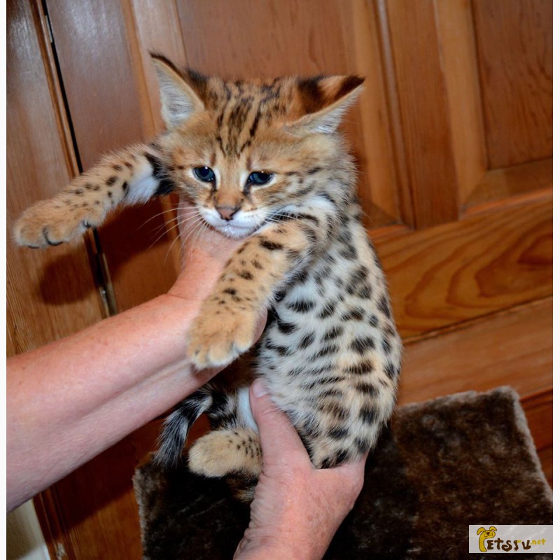 Фото 4. Экзотические котята Serval, Каракал, Саванна доступны