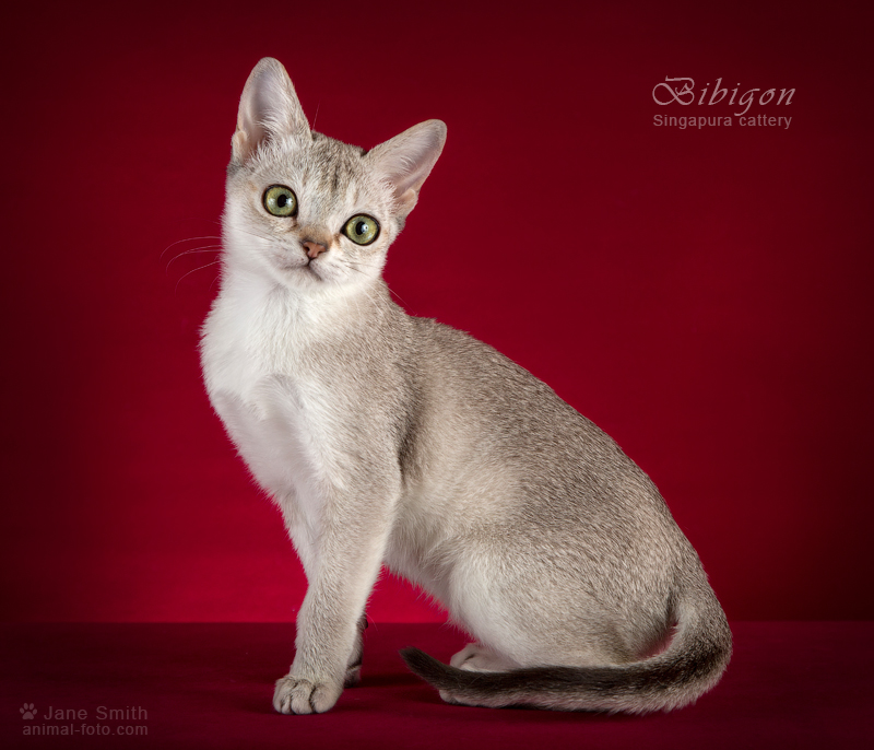 Фото 7. Котята породы Сингапура из питомника Бибигон