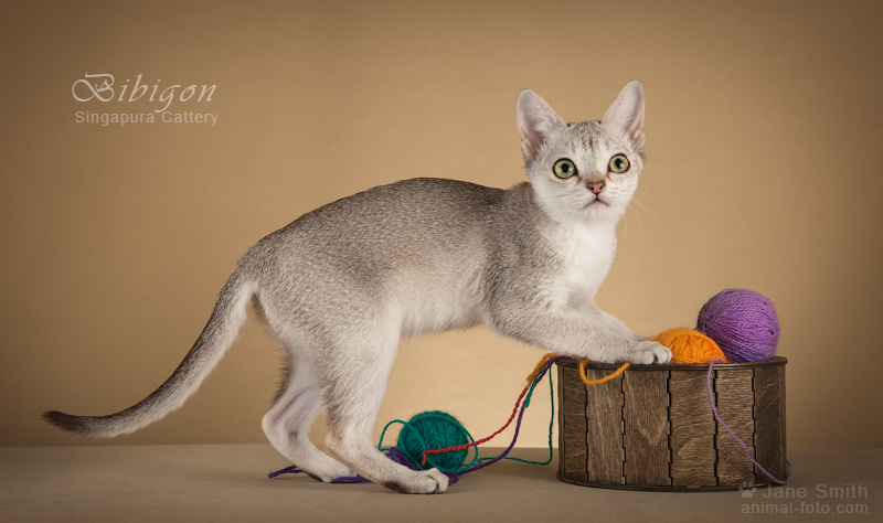 Фото 9. Котята породы Сингапура из питомника Бибигон