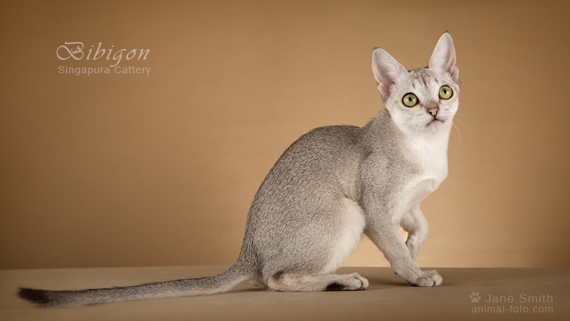 Фото 11. Котята породы Сингапура из питомника Бибигон