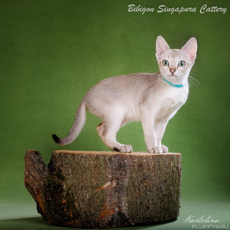 Фото 16. Котята породы Сингапура из питомника Бибигон
