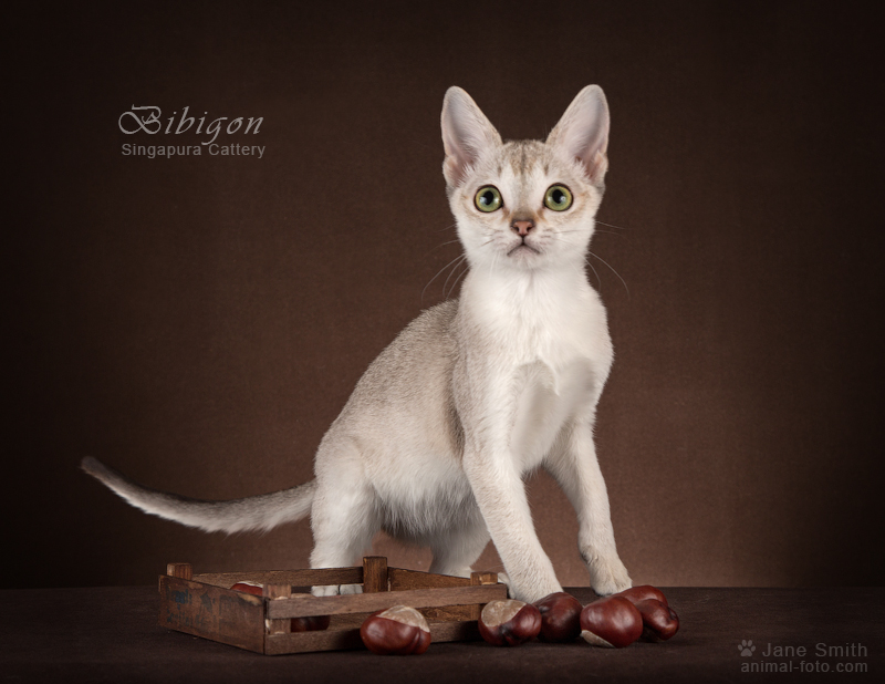 Фото 6. Котята породы Сингапура из питомника Бибигон