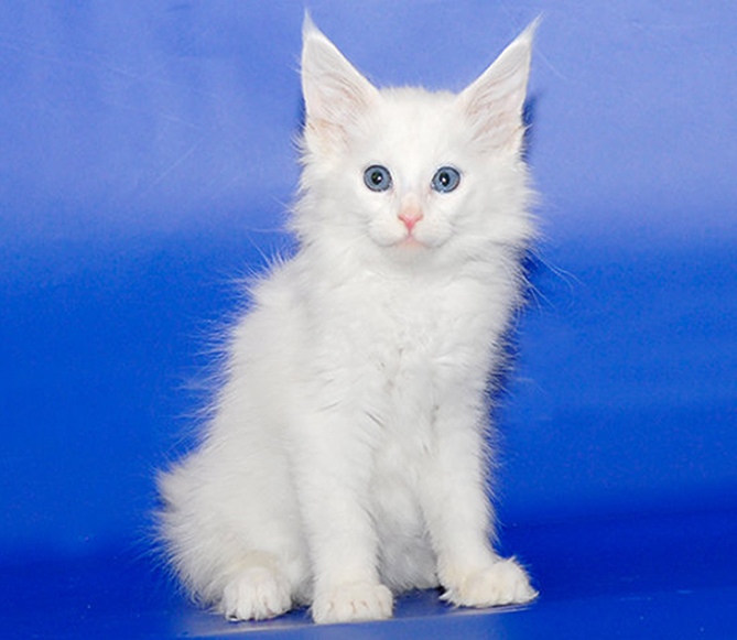 Фото 2. Белоснежный Айс, котенок мейн-кун ищет дом