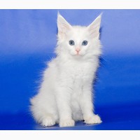 Белоснежный Айс, котенок мейн-кун ищет дом
