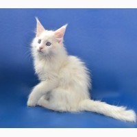 Белоснежный Айс, котенок мейн-кун ищет дом