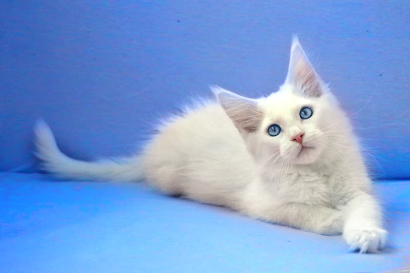 Фото 4. Белоснежный Айс, котенок мейн-кун ищет дом