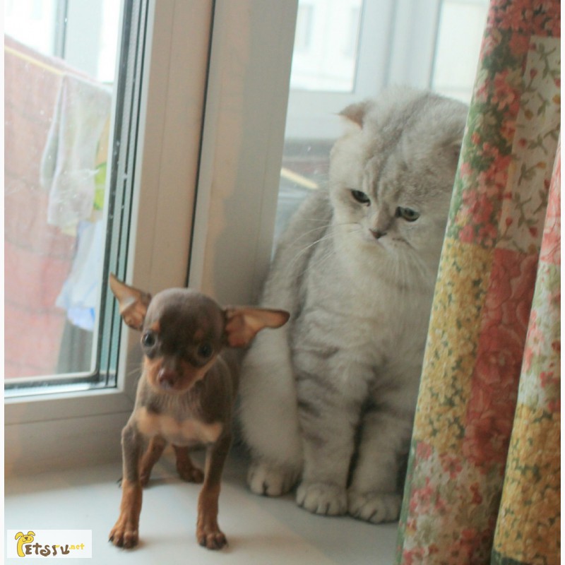Фото 4. Вязка с Шикарным, ласковым, опытным котом. МОСКВА