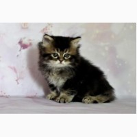 Кошка Хайленд страйт дата рождения 02.12.2017 окрас черный тиккированный