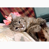 Пушистое счастье – кошка Меховушка в дар
