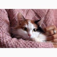 Квинтэссенция удачи - котенок Мусечка в дар
