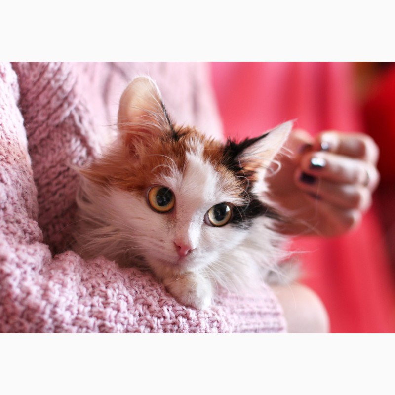 Фото 4. Квинтэссенция удачи - котенок Мусечка в дар