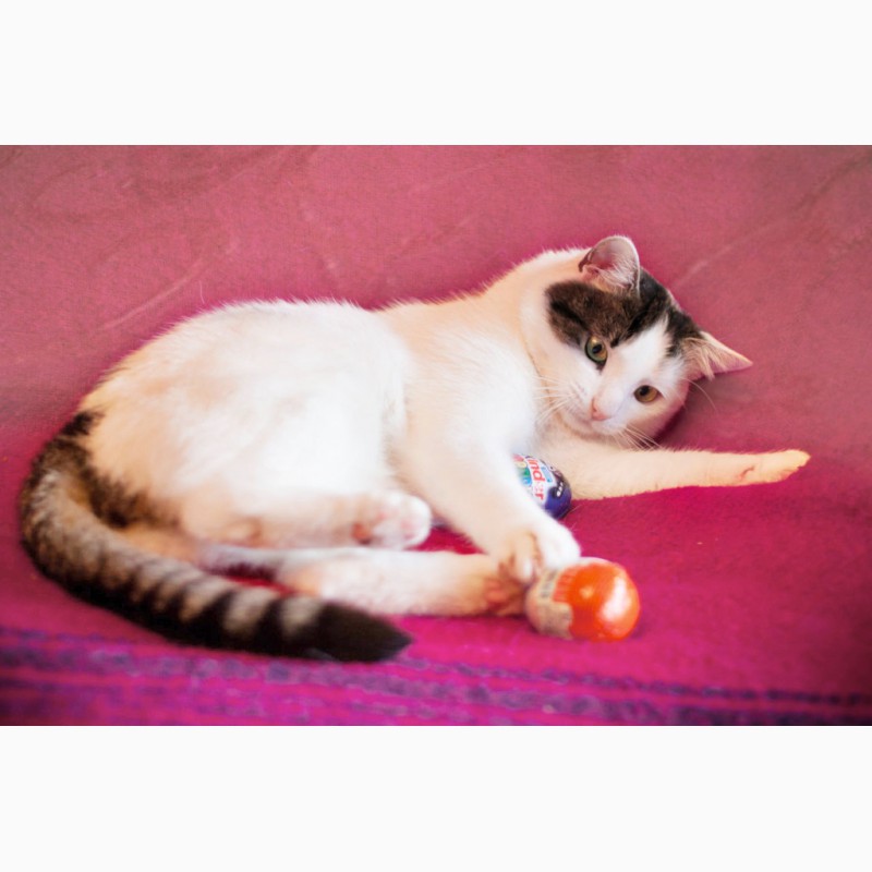 Фото 2. Самая дружелюбная кошка на свете - Роксолана в дар