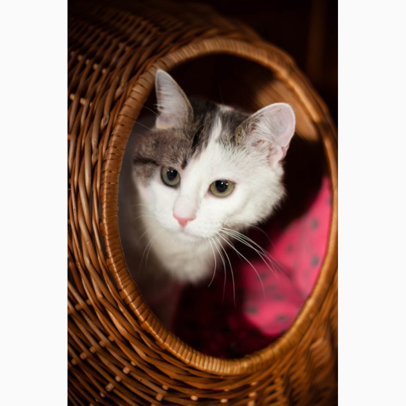 Фото 3. Самая дружелюбная кошка на свете - Роксолана в дар