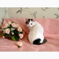 Самая дружелюбная кошка на свете - Роксолана в дар