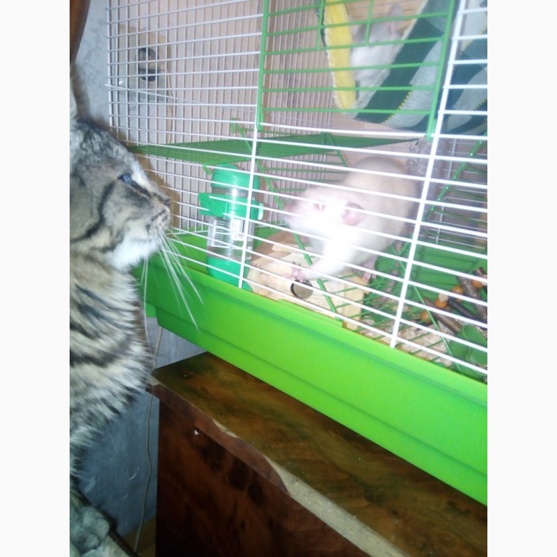 Фото 3. Дамбо крысята