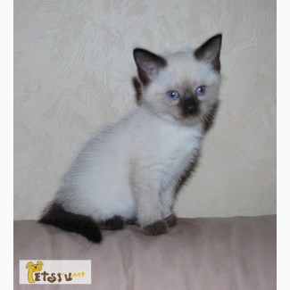 Тайский котенок, блу поинт, девочка, 1, 5 мес