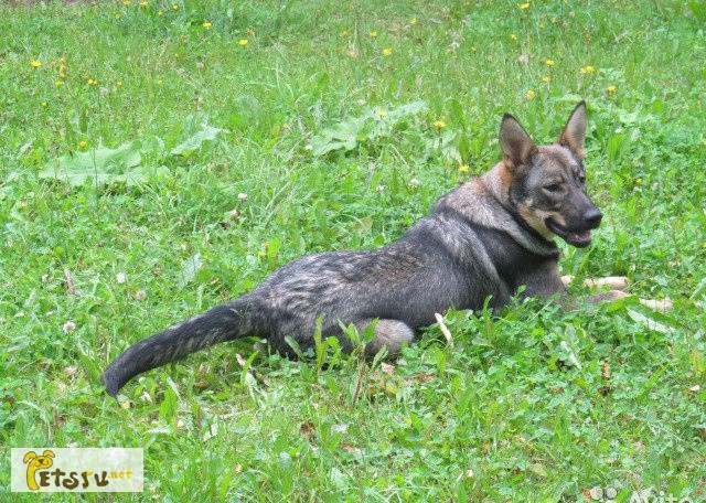 Отдам 4-месячного щенка немецкой овчарки в Санкт-Петербурге