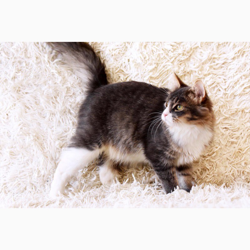 Фото 5. Сибирский красавец пушистый кот Кузя ищет дом