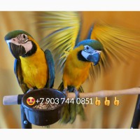 Ручные птенцы сине желтый ара (ara ararauna) из питомника