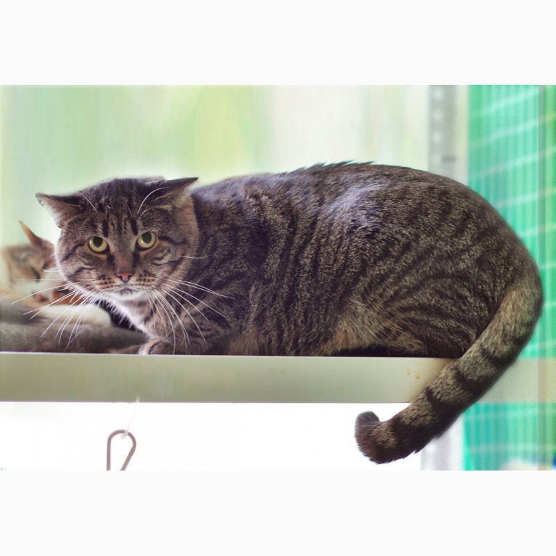 Фото 2. Максимилиан-брутальный кот ищет дом, где его поймут