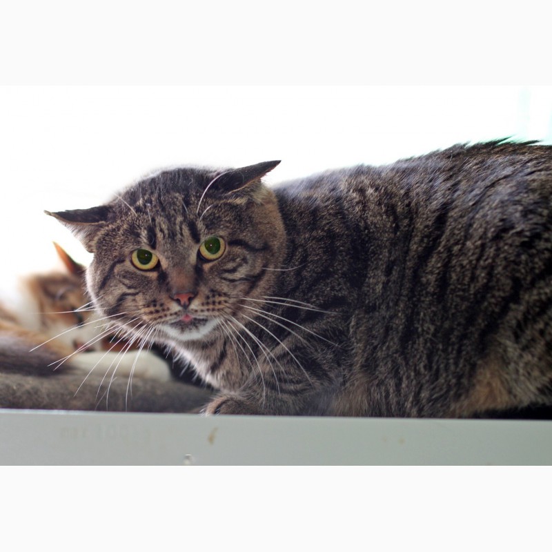 Фото 5. Максимилиан-брутальный кот ищет дом, где его поймут