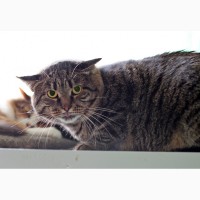 Максимилиан-брутальный кот ищет дом, где его поймут