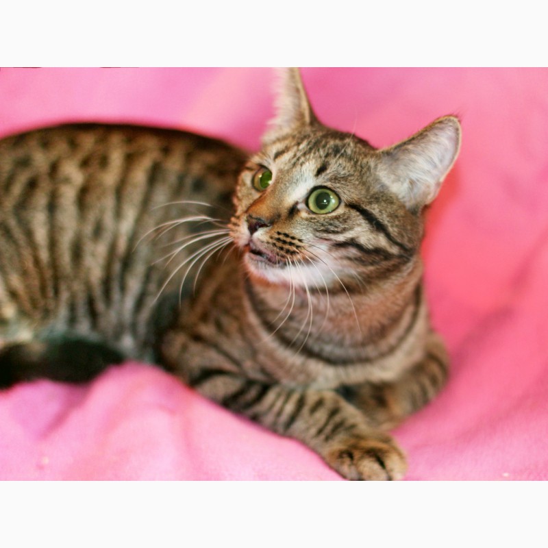 Фото 2. Полосатый лапушка котенок Максик в дар