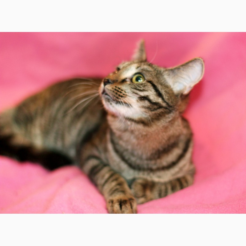 Фото 6. Полосатый лапушка котенок Максик в дар