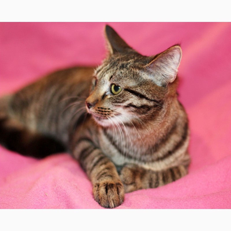 Фото 7. Полосатый лапушка котенок Максик в дар