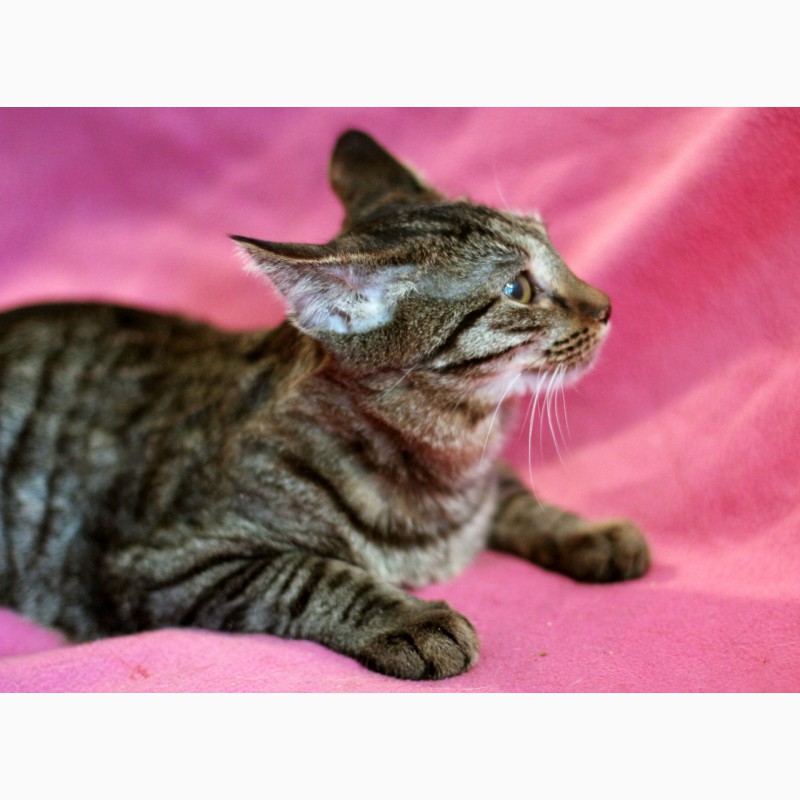 Фото 9. Полосатый лапушка котенок Максик в дар