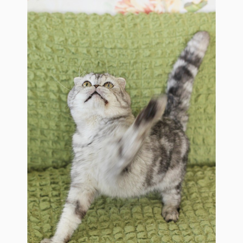 Фото 5. Вислоухий котик Оскар ищет дом