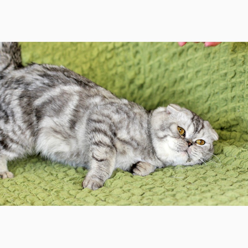 Фото 6. Вислоухий котик Оскар ищет дом