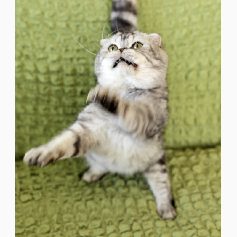Фото 7. Вислоухий котик Оскар ищет дом