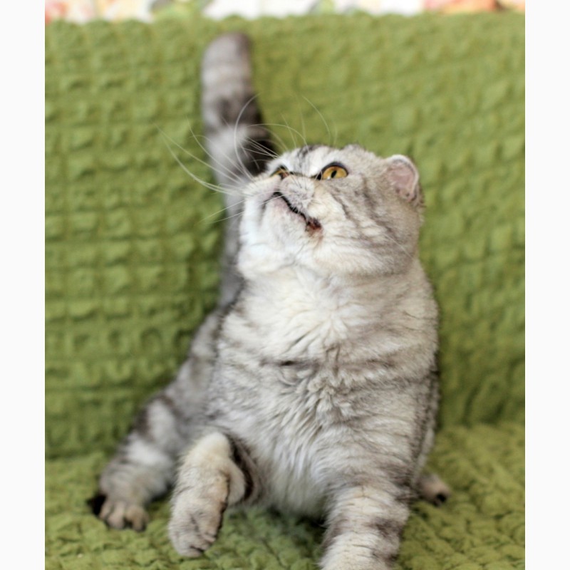 Фото 8. Вислоухий котик Оскар ищет дом