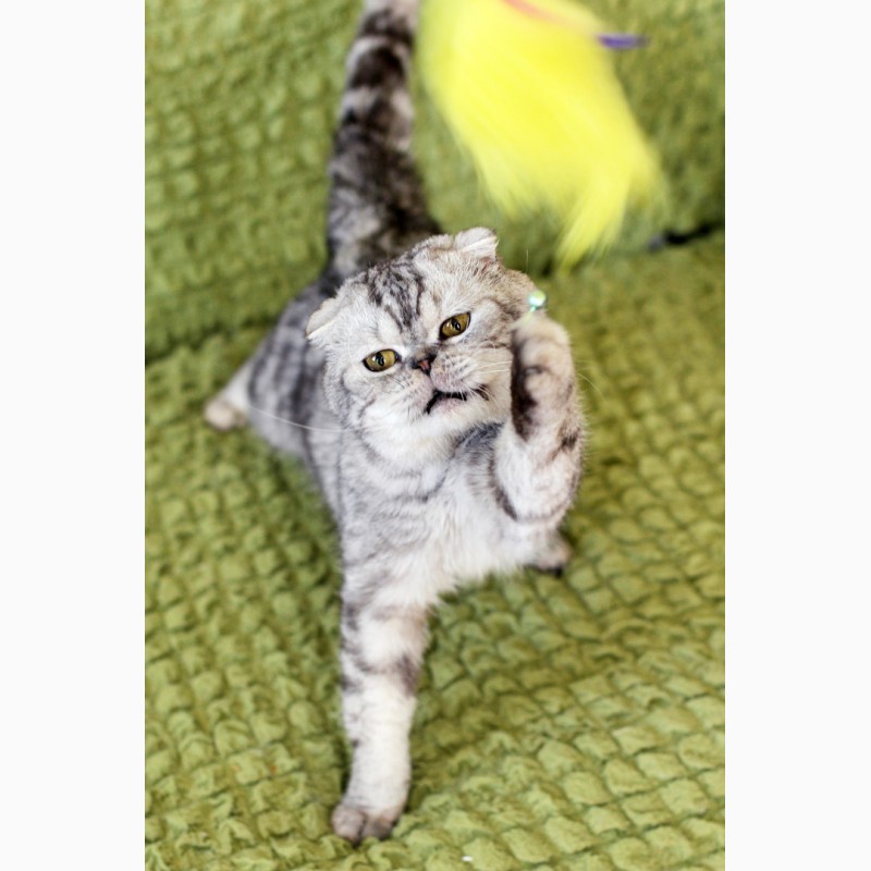 Фото 9. Вислоухий котик Оскар ищет дом