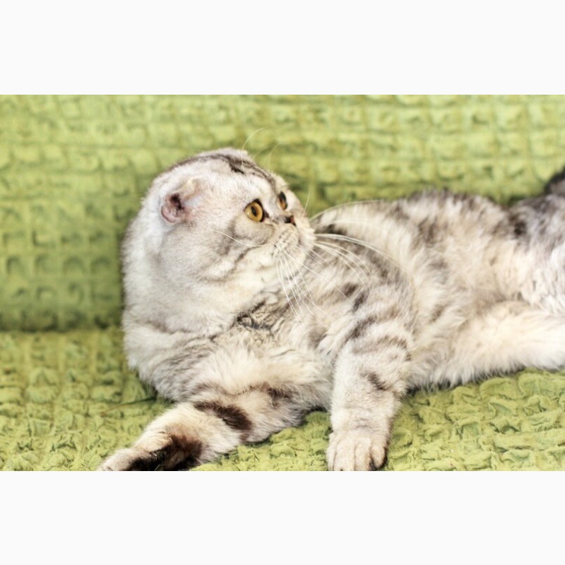 Фото 11. Вислоухий котик Оскар ищет дом
