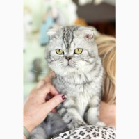 Вислоухий котик Оскар ищет дом