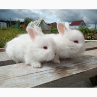 Крольчата. пуховые кролики